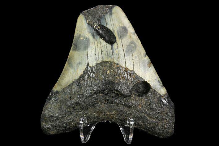 Bargain, Fossil Megalodon Tooth - North Carolina #124827